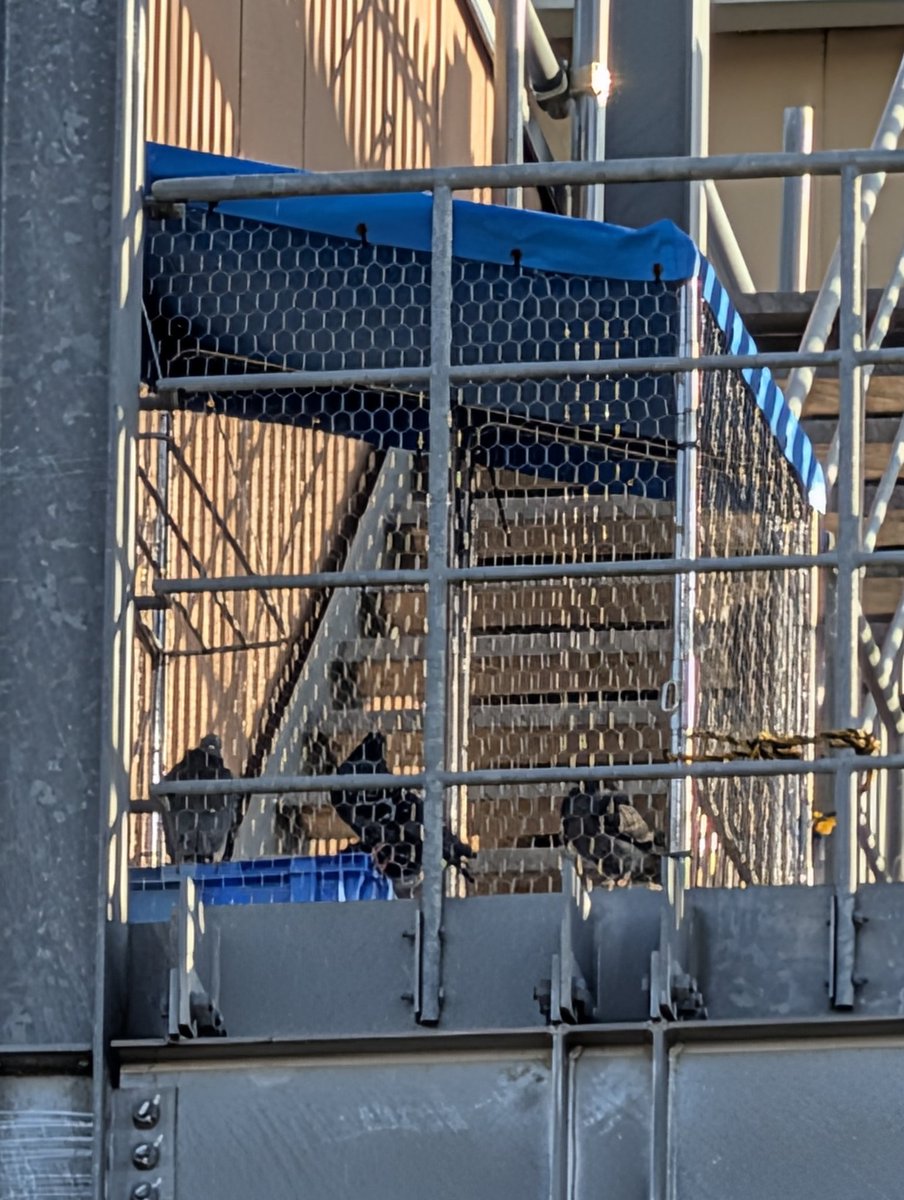 BigIslandkeaau's tweet image. 東京東久留米のスパジアムジャポンのハトの捕獲駆除のニュースを知り強い衝撃を受けています
対策は必要ですが彼らも必死に生きる大切な命。人間の都合でこのようなことをして、いいはずがありません。知恵を絞り共生の道を探してほしい。あまりに非情で悲しいです
#スパジアムジャポン 
#ハト
#駆除