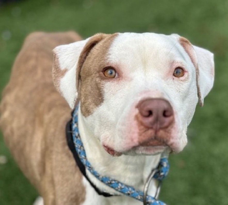 Morgan Fairchild's Dogs tweet media