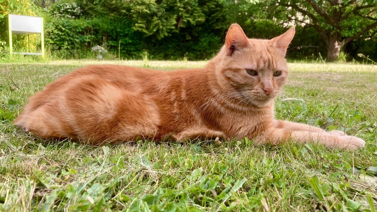 vigipets's tweet image. 🟠 🐱 Chat perdu le 24/12/2025 à Versailles (78000).
Race : Européen / Âge : 15 an(s)
Osaka / Mâle / Identifié(e) : Oui

☎️ 0679981534
📧  nic.boisseau@wanadoo.fr

#VigiPets #chatperdu #chattrouve #chat #perdu #trouve