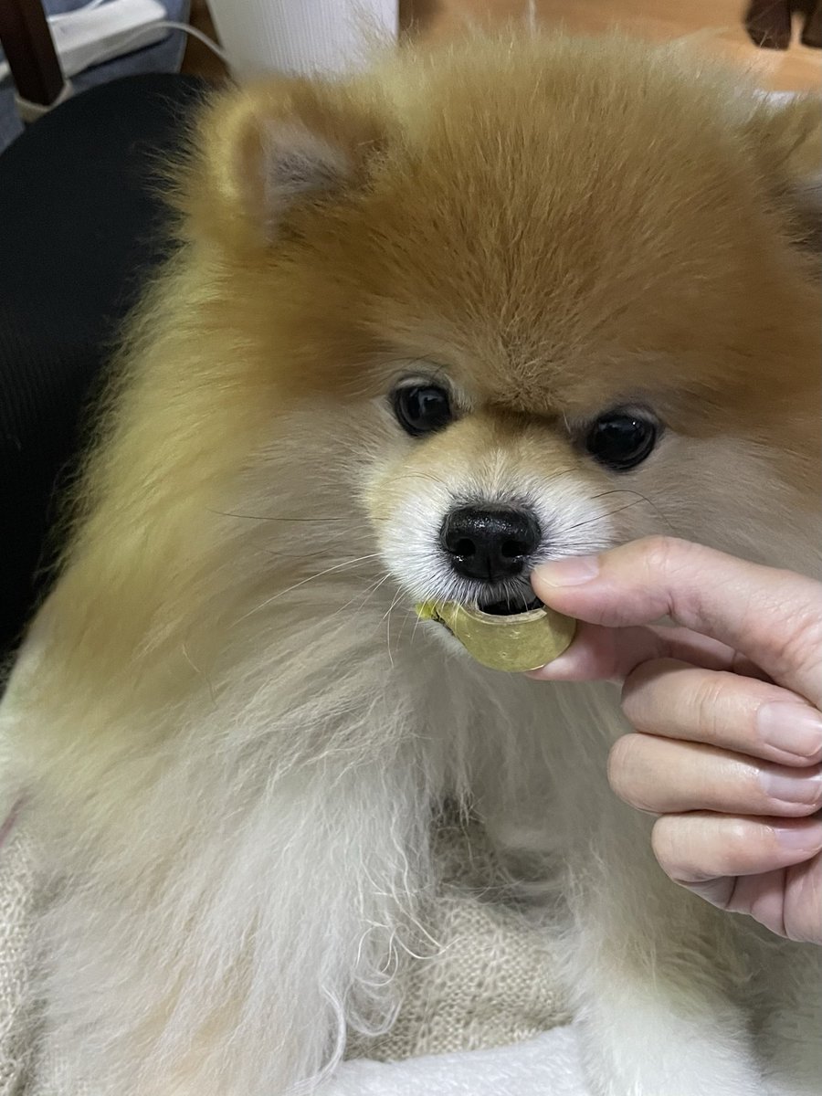 ポメ子様 新年あけましておめでとうございます🎍✨ 2019年はTwitterとYouTubeを