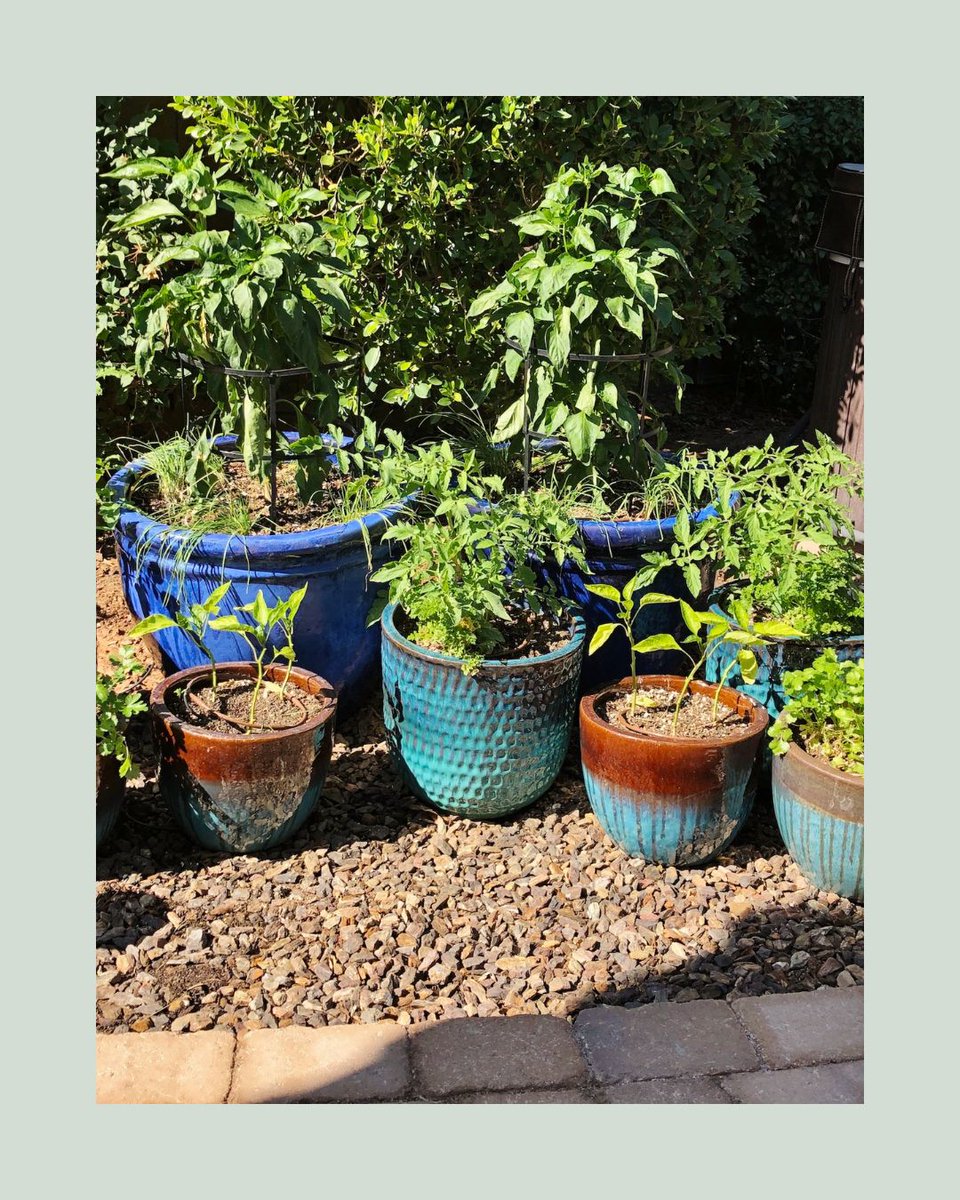 Agriscaping's tweet image. Grow food anywhere, anytime. 🌿
Agriscaping blends beauty + sustainability:
✅ Soil &amp;amp; water systems
✅ Indoor edible gardens
✅ Year-round crops
✅ Smart design
Your guide to edible abundance 👉 agriscaping.com/growing-abunda…
#Agriscaping #GrowFood #SustainableLiving