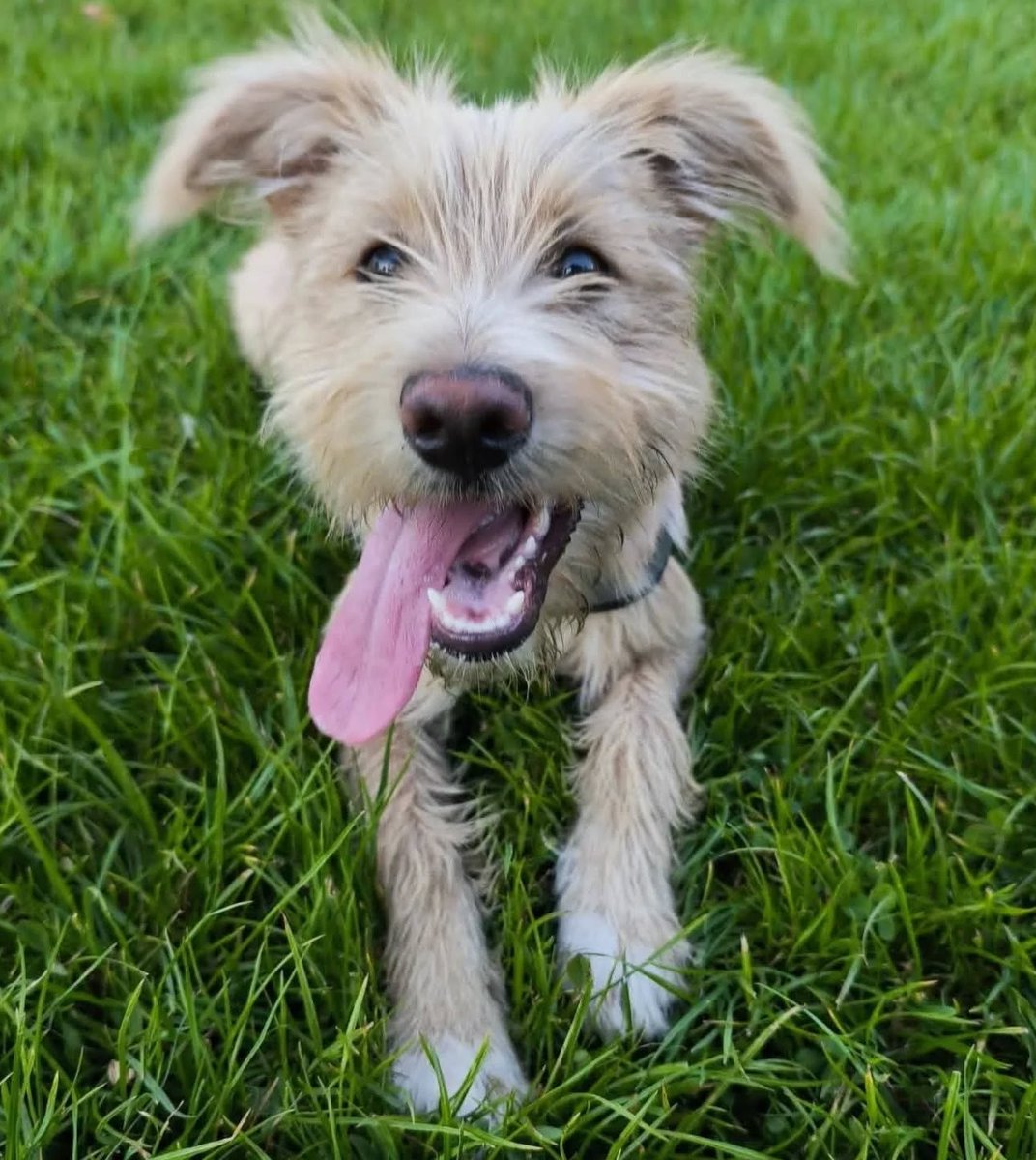 Hermoso Ringo, de 5 meses, en adopción responsable. Es la alegría hecha perrito, con esa sonrisa permanente. Además muy cariñoso, tierno y juguetón. Se lleva bien con otros perros y humanos. Si deseas darle un hogar para siempre, comunícate al +56982050885. Favor RT!
#Santiago