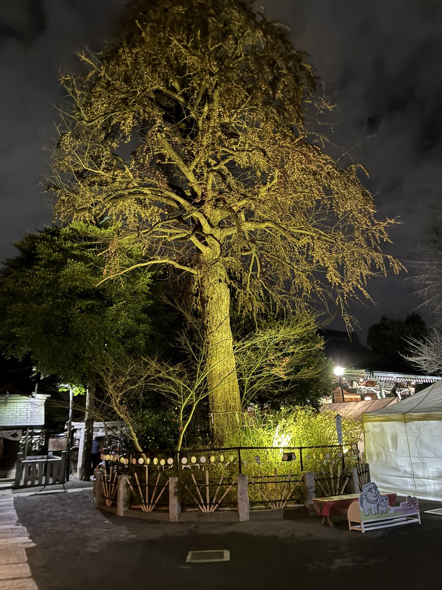 tkc481's tweet image. 明けましておめでとうございます！
今年もよろしくお願いします✨✨