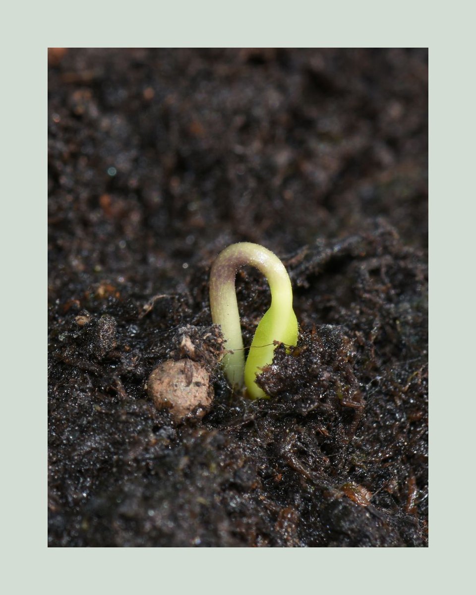 Agriscaping's tweet image. Grow food in 7 days—no garden required 🌱
Sprouting unlocks fast, fresh nutrition from pantry staples. Boost energy, digestion &amp;amp; flavor right on your countertop!
Discover the “Seed to Supper” method 👉 agriscaping.com/power-of-sprou…
#Sprouting #SeedToSupper #Agriscaping #HealthyLiving