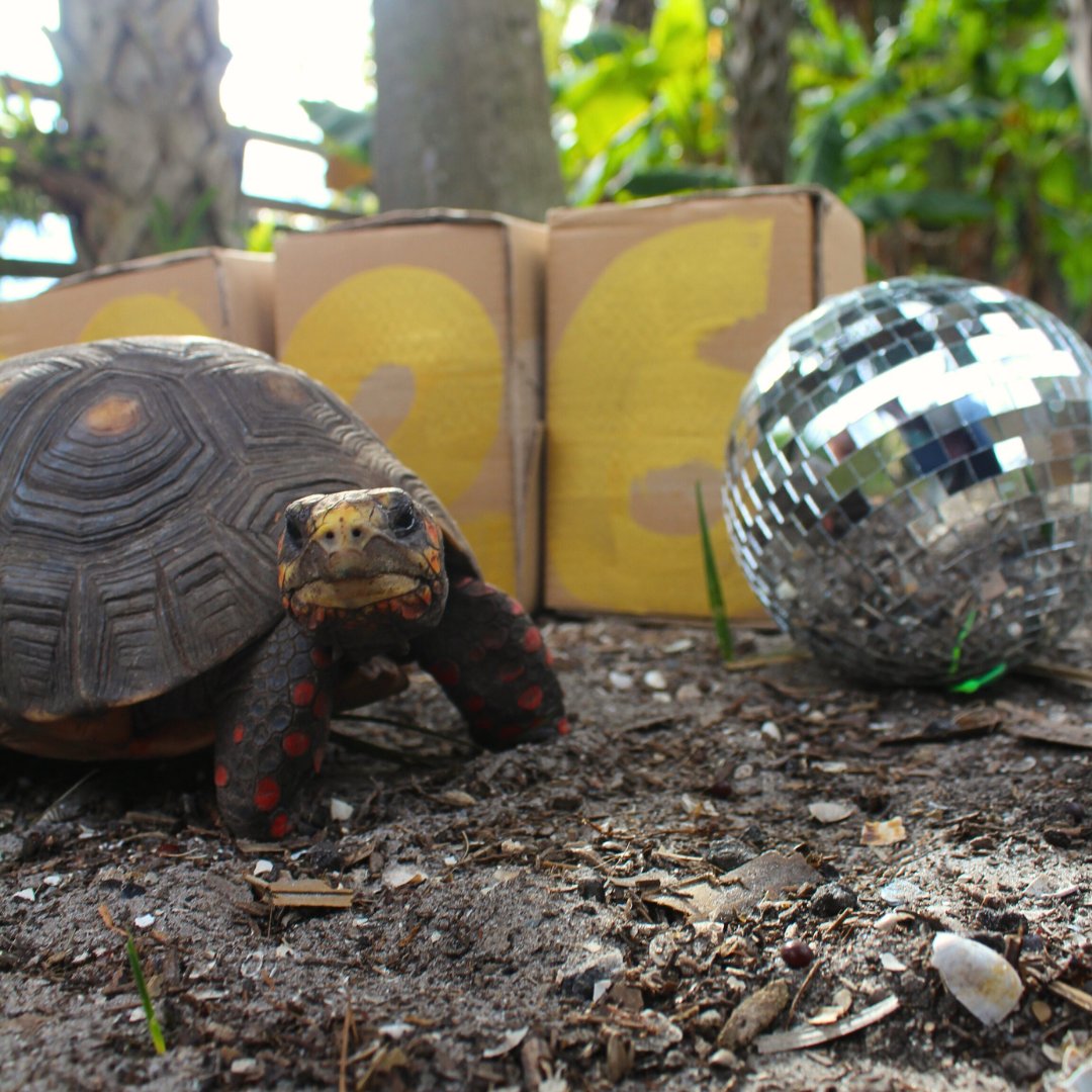 Wild Florida tweet media