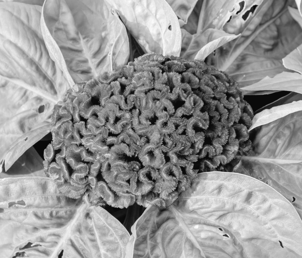 edificance's tweet image. #studytwt #langtwt #promotwt 

looking for more interactive moots! 
✶ call me aux, any pronouns
✶ learning 🇯🇵🇧🇷🇨🇳, proficient 🇮🇩🇬🇧
✶ igcse triple sci &amp;amp; bs student!
✶ battling doomscrolling, let's grow together and support each other! 

♡/⟳ 4 #moots !!