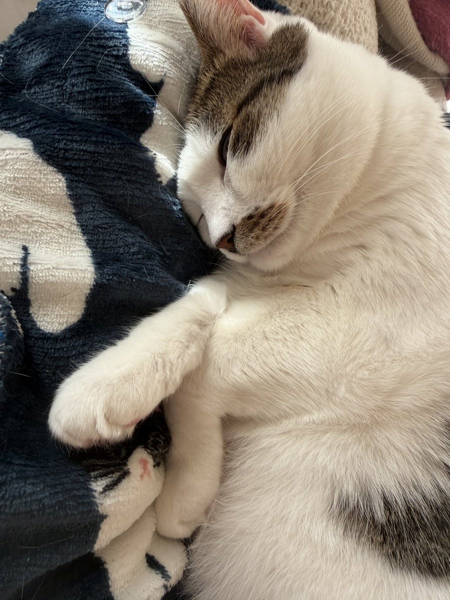 nirreff's tweet image. 2025年も残り数時間‥
今年も1年間リアンちゃんをありがとうございました😊

良いお年をお迎えください✨