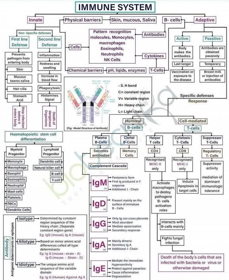 Your immune system doesn't only defend, it remembers

This diagram maps how the body’s innate and adaptive immune systems work together to identify, attack, and remember pathogens. It shows how different immune cells, antibodies, and signaling molecules coordinate to protect