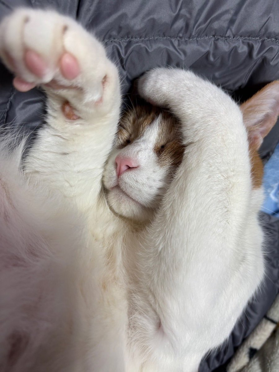 2025年も大変お世話になりました！
今年も色んなことがありましたが、まあギター弾きっぱなしの1年でございました！

出会いやチャレンジみたいなのは毎年細々とあったりして、それは今年もそうだったし、来年もそうであればまた良い年になるでしょう！

てことで、皆様も良いお年をお迎えくださーい！