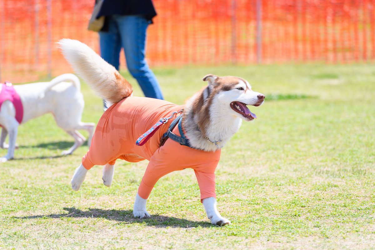 ︎✿あんず✿ハスキー (@husky_anz0516) / Posts / X