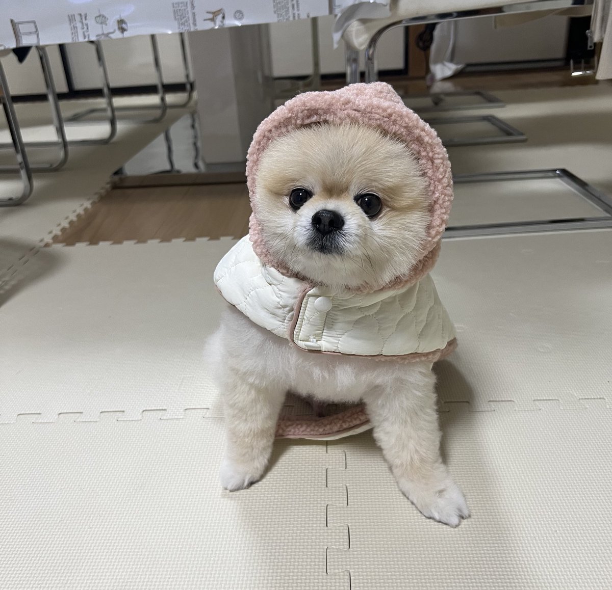 bokulub0601's tweet photo. 本年もありがとうございました😊
飼い主の結婚でルブも一緒に田舎へ
ルブと暮らした東京9年間、これからは田舎で幸せにしていきます🐶💗
心臓はやはり少しずつ大きくなり足も悪くなり日に日にお爺ちゃんになってるけどルブは元気です✨
来年はもっとX更新しようかな❣️❣️
#ポメラニアン
#ぼくるぶ https://t.co/1hrjDdnY9A