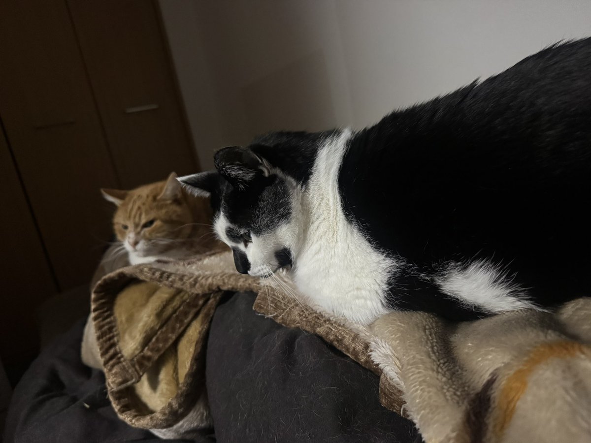 nyan2_kas's tweet photo. そろそろ年越しそば食べたいんですけど動けません。 #ごん太 #のん太 #猫 #cat
 #cats #kitten #kittens https://t.co/n01TtLRIuf