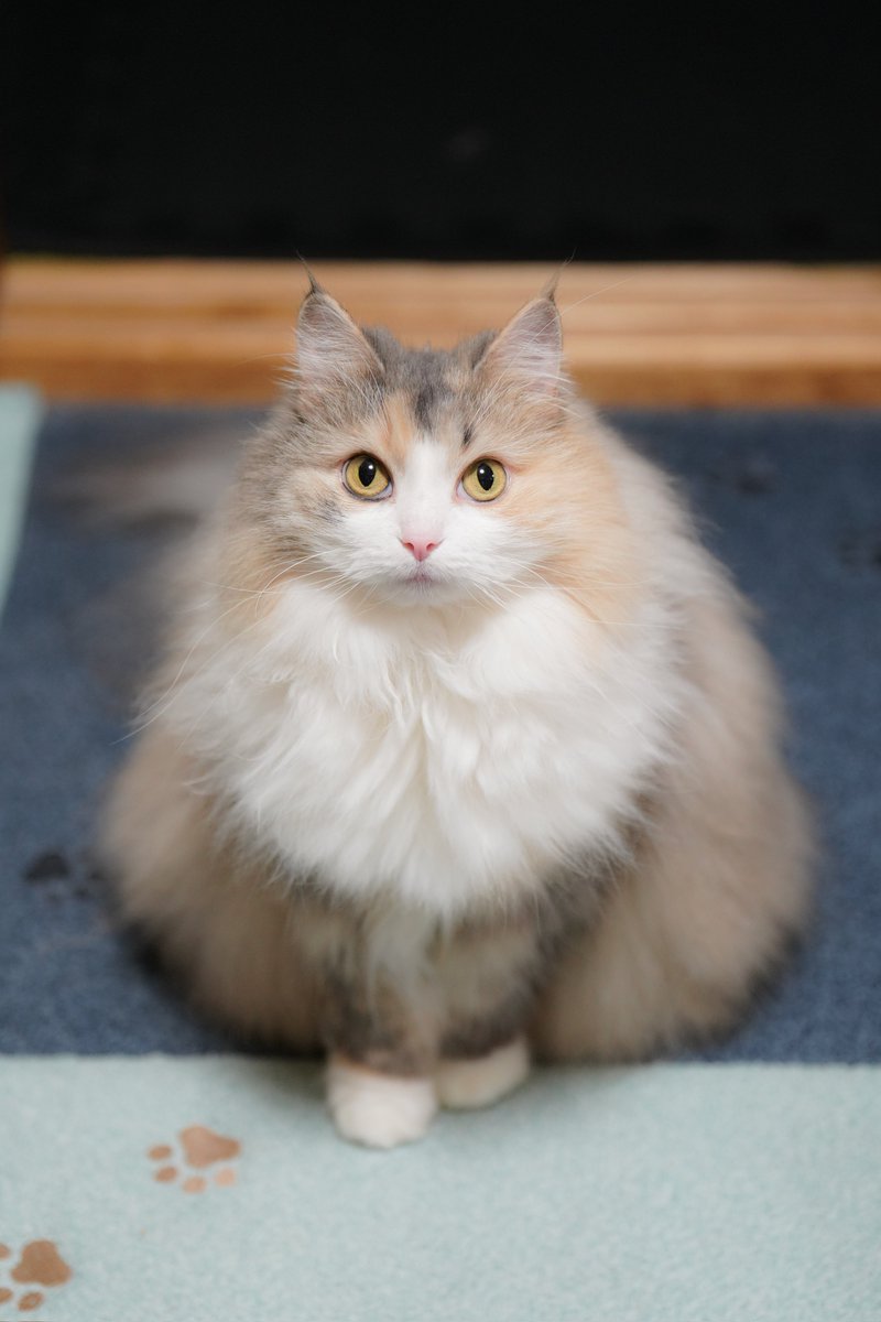 シルキー tweet media