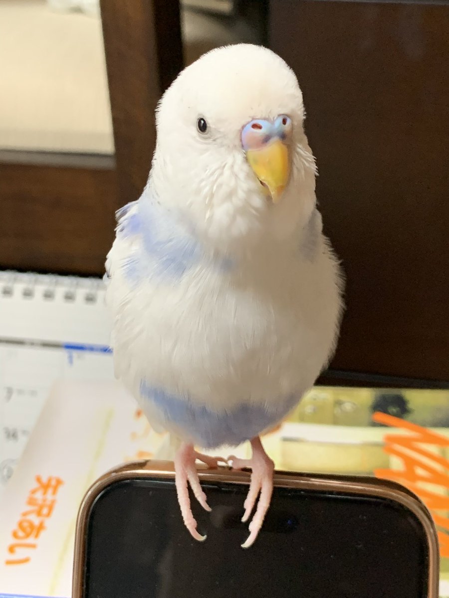 今年は鳥さん垢を作ってフォローして下さった皆さんに感謝です(◍>ᴗ<◍)
ありがとうございました

良いお年をお迎え下さい(⋆ᴗ͈ˬᴗ͈)”