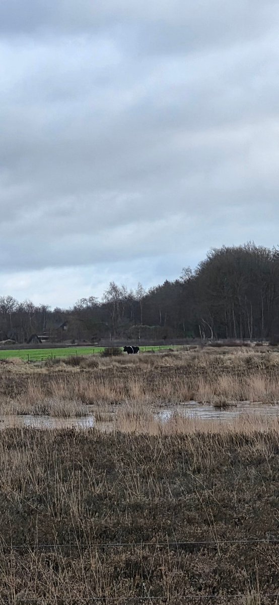 " heidekoeien"

De oplossing voor het verdwijnen van de nederlandse koe.
Op een schrale grond is hij de enige die kan overleven..mmaar we kunnen er niet van leven.

<a href="/drentslandschap/">Het Drentse Landschap</a>