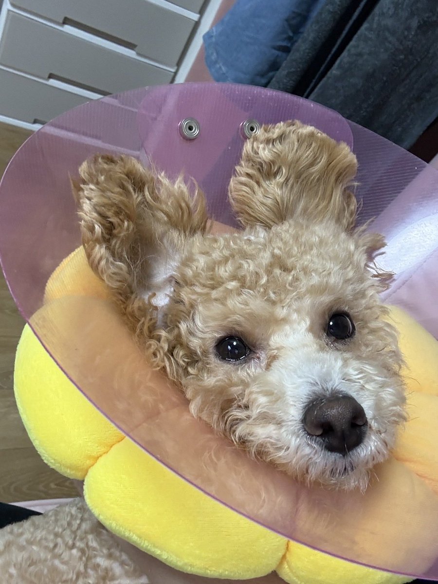 kAylefighting tweet media