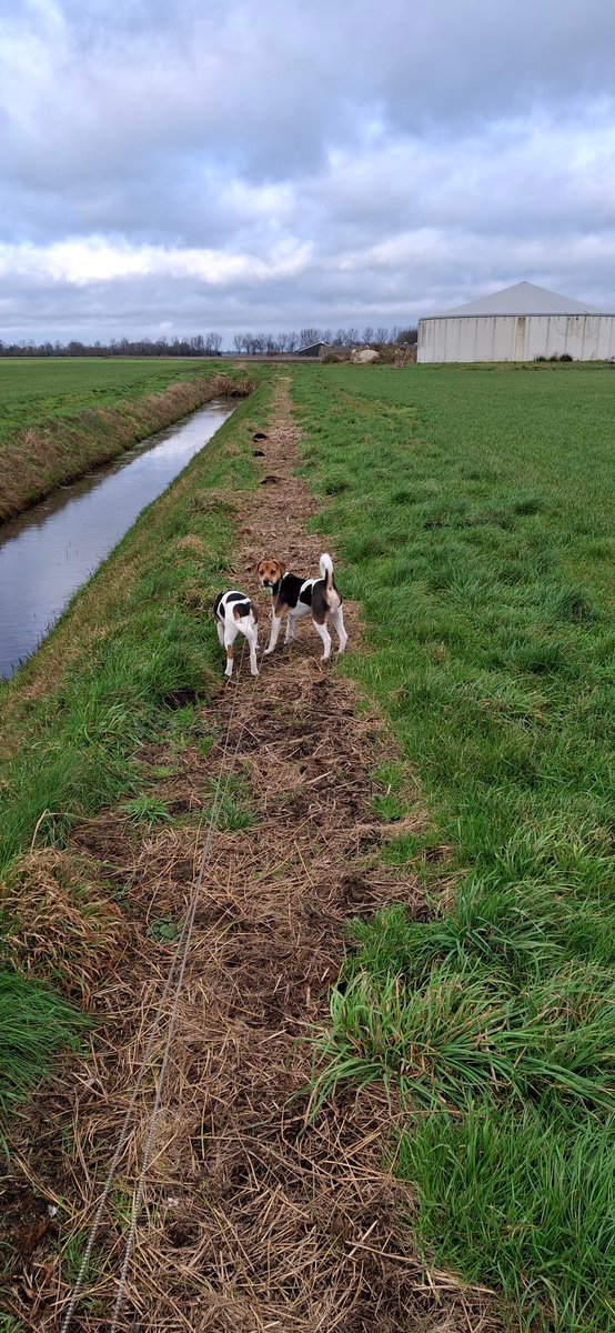 Eerste jaarwisseling voor Bram en Saar. Het carbid schieten vinden ze wel prima. Vuurwerk is veel scheller dus dat wachten we nog even af vanavond. 
#puppyspam