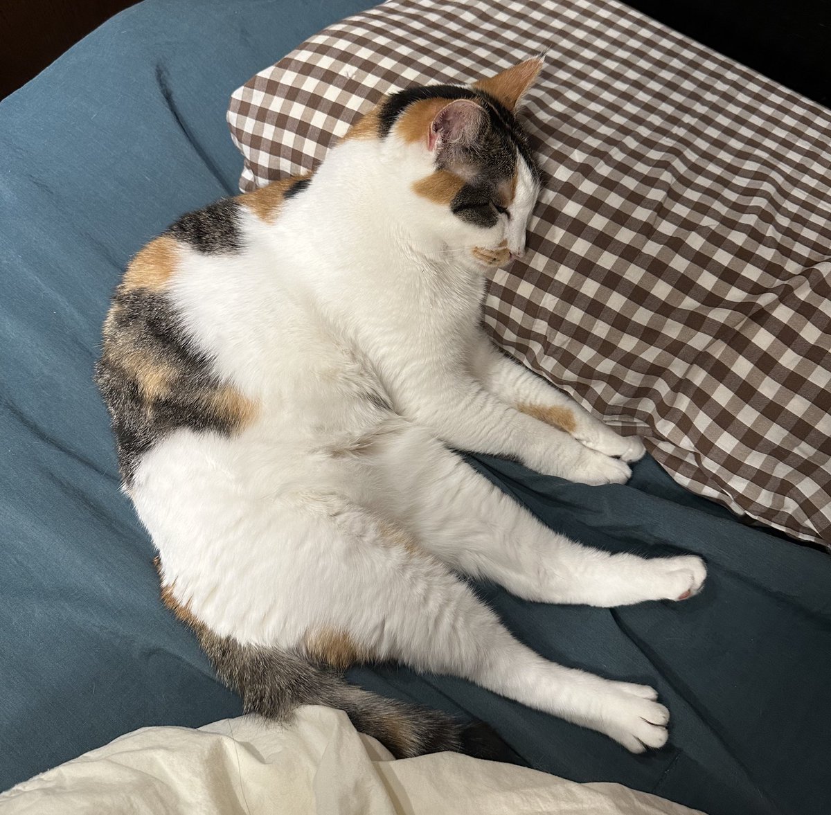 caesimH's tweet image. 조금 반성하는 점은 브로드웨이 블루스의 연재가 길어지고 하반기에 예상치 못했던 일정이 끼어들면서 계획 몇 개가 내년 상반기로 미뤄지게 된 점…
그래서 이 부분은 절반의 성공 🥲
라발스 슈퍼스타와 소장본은 내년 상반기에 꼭 진행하도록 하겠습니다. 묵묵히 기다려주셔서 죄송하고 감사합니다…