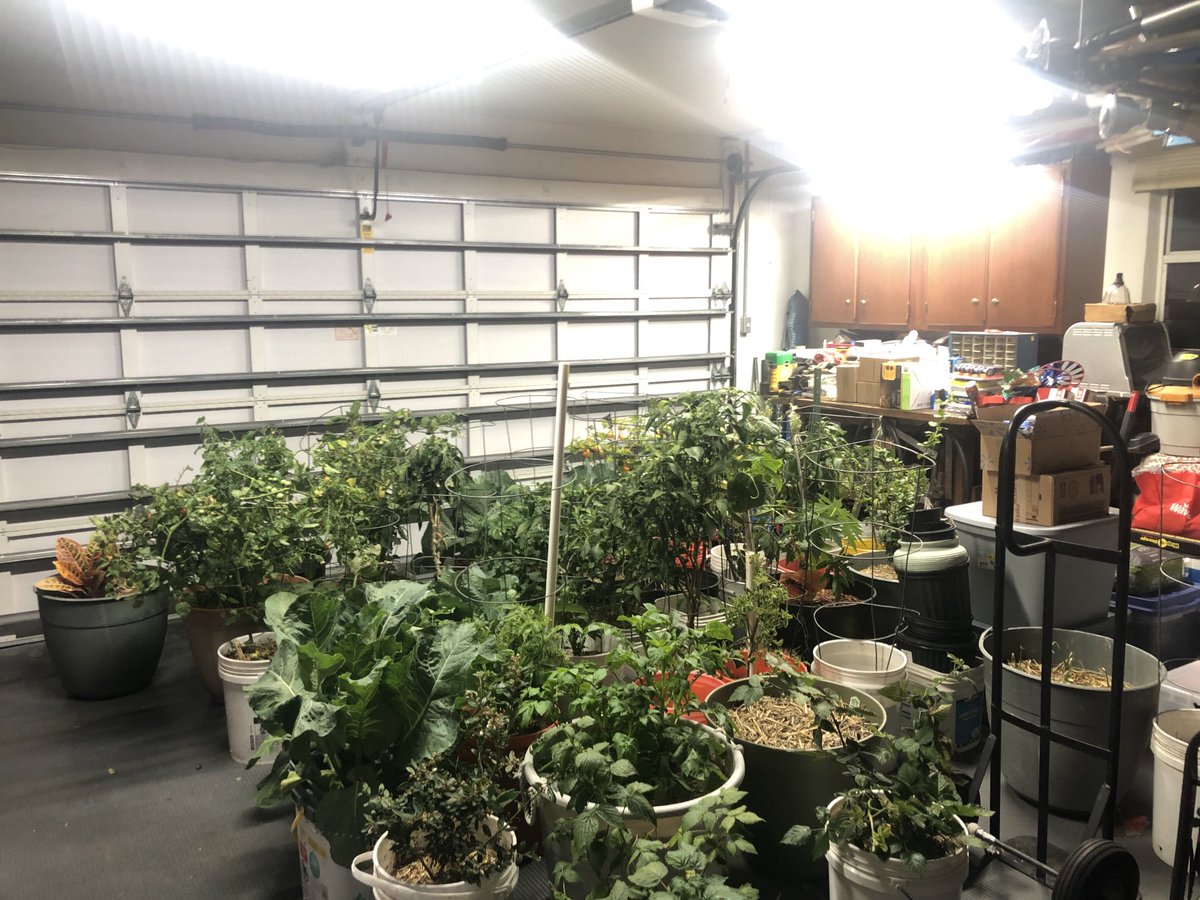 Moved plants inside due to record cold weather!