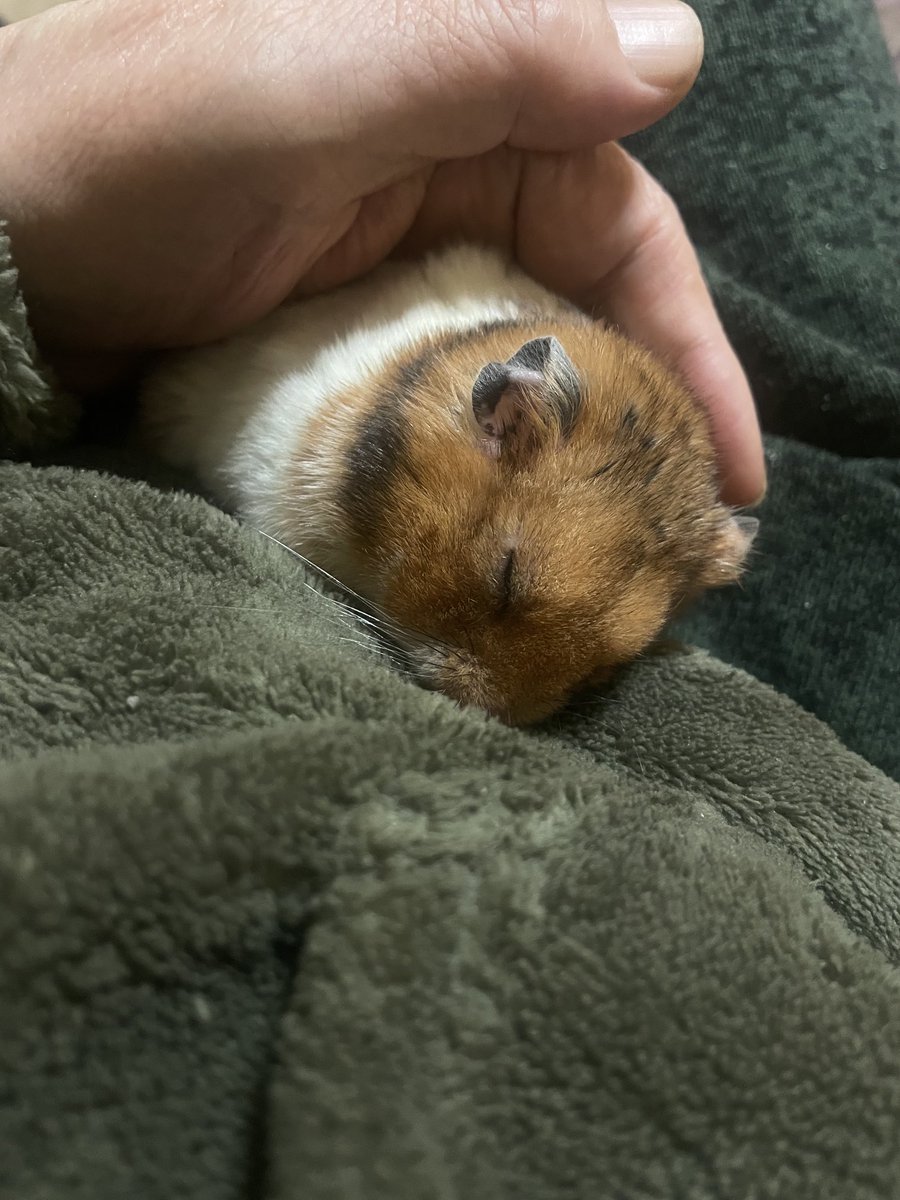 msron333's tweet photo. 寝正月🐹💤 https://t.co/OTxjwSkkOI
