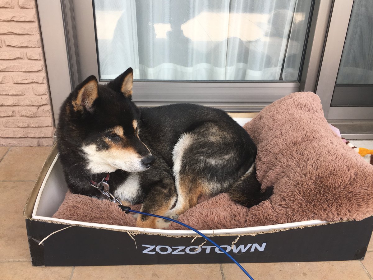 いぬ 1/6 Scale Japanese Shiba Inu Figure (3 Colors) by Mr.Z