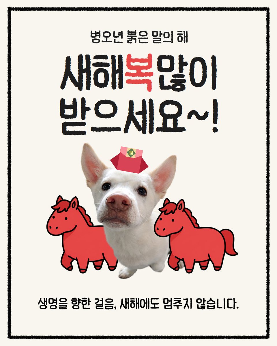 다사다난했던 2025년이 곧 끝나고
희망찬 2026년이 코앞

올해도 무진장 감사하고
싸랑합니다. 여러분

항상 힘없는 동물편에 서는
단체가 되도록 더욱 노력하겠습니다