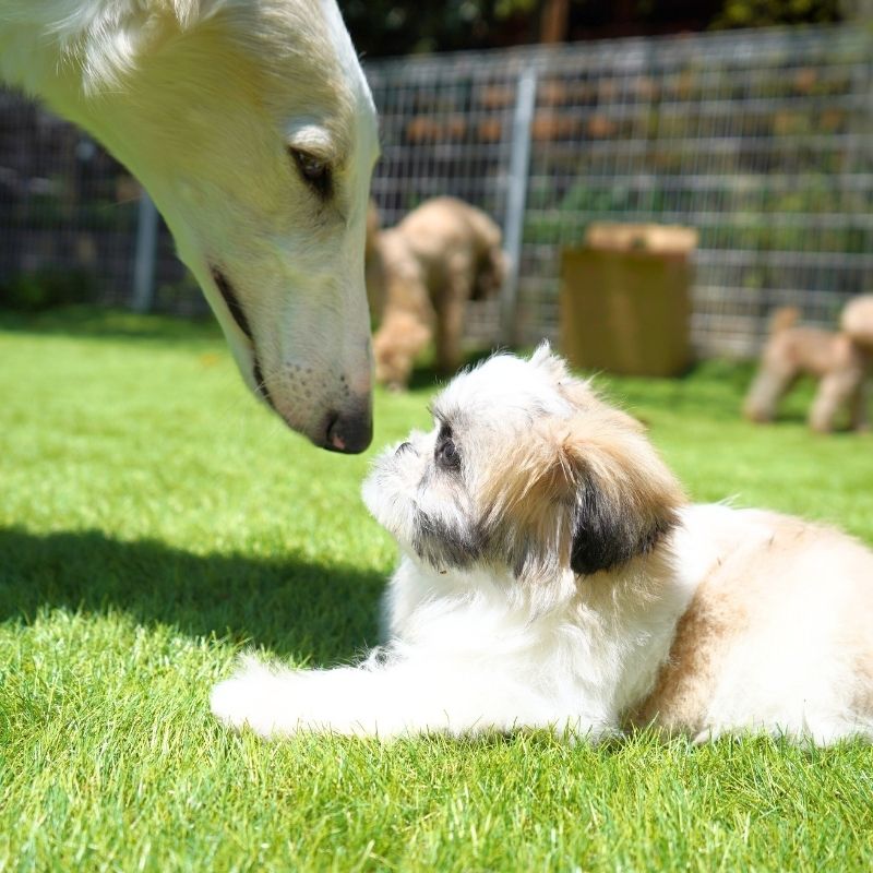 Iyashi_animal's tweet photo. 📚「読書犬」や「ふれあい活動」で活躍するセラピードッグたち🐾
彼らの“おうち”でもあるのが、カフェ「Maera」です☕️
Maeraは、すべての人が笑顔で集える“やさしい場所”🐕💐
🔗 https://t.co/M221fMHsS0
#アニマルセラピー #Maera #鹿沼市日吉町 https://t.co/aFFJpM5RiJ https://t.co/BwfCxUbAto