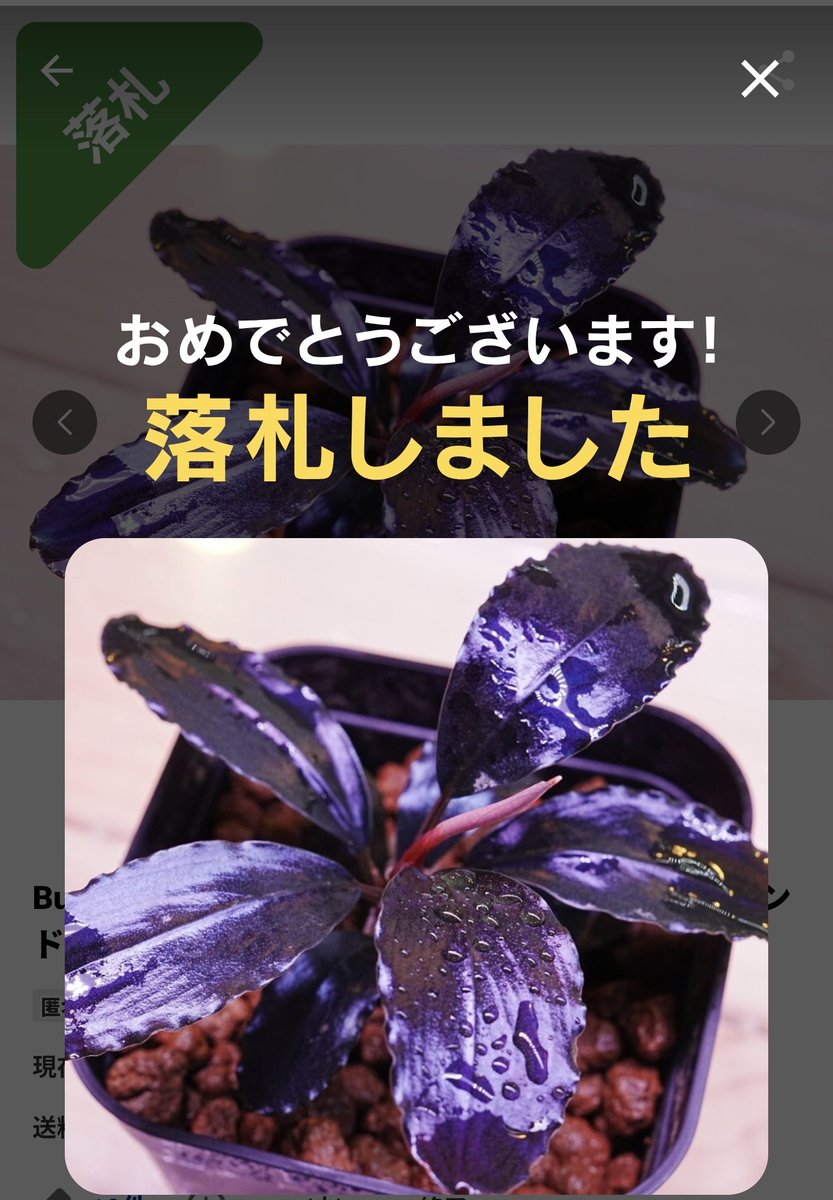 untaebi's tweet image. 今年最後の締めは夢の国と言う名の地獄めぐりでした。
死ぬほど疲れたけど帰りの飯屋でポチポチしてたら念願のティアブルーGETできたんで良しとしよう笑
厄年も終わりだし来年はもっと良い事あるだろう…。
投稿頻度少なめですが来年も宜しくお願い致します🙂‍↕️
では残り僅かですが良いお年を👋