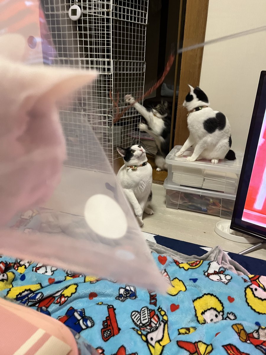 ごりちゃん (@gori_chan877) / Posts / X