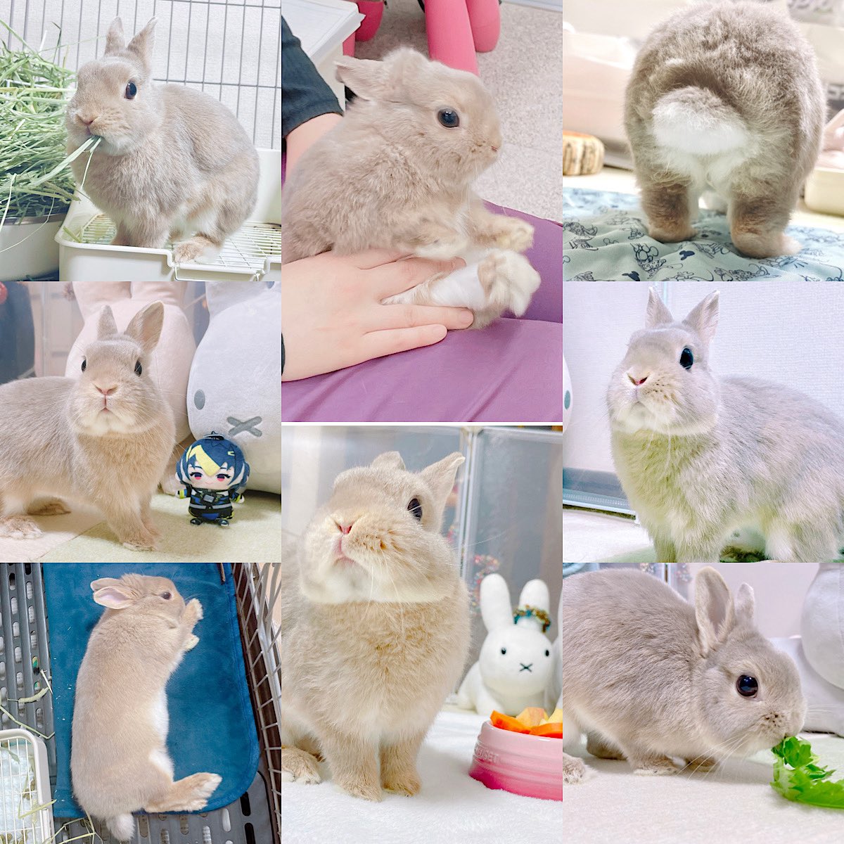 りんちゃん2025📸thanks！