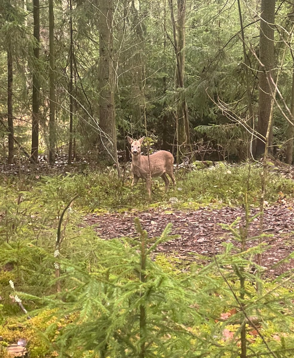 Earlier in the year I was walking in the woods and encountered a deer. I tried painting with gouche-paints and it looks like a dog.

I made it in last page of my 2025 journal to motivate myself paint more in next year