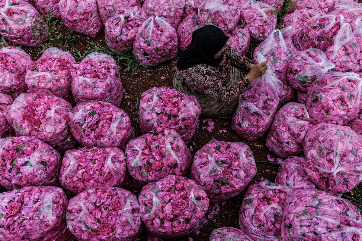 يقولون: الهوَى غلَّاب وأقول: الهوَى كذّاب
سقيت الورد لكنّ الحبايب؛ شحّ ساقيها.