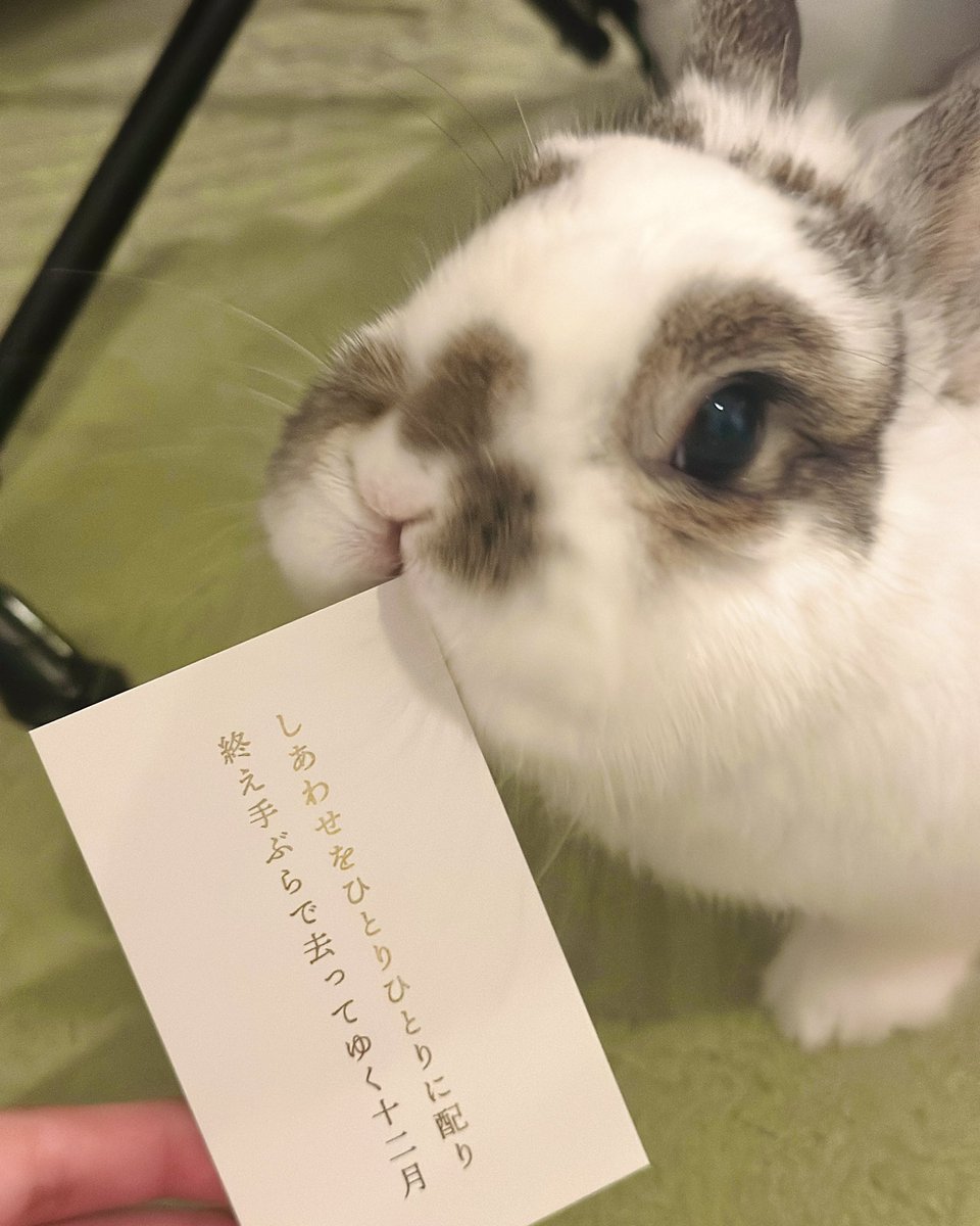 おもち🐰2代目うさぎ (@omochi_mochi_5) / Posts / X