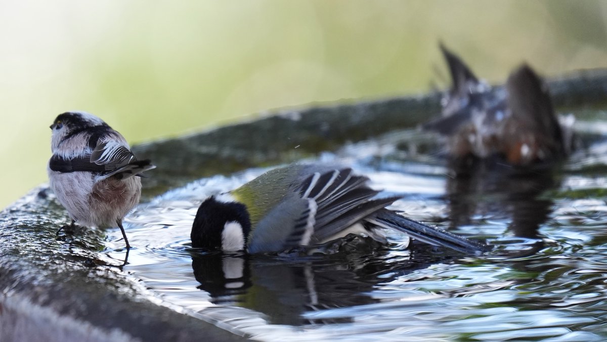水浴びは顔から浸かる派のカラ類ズ