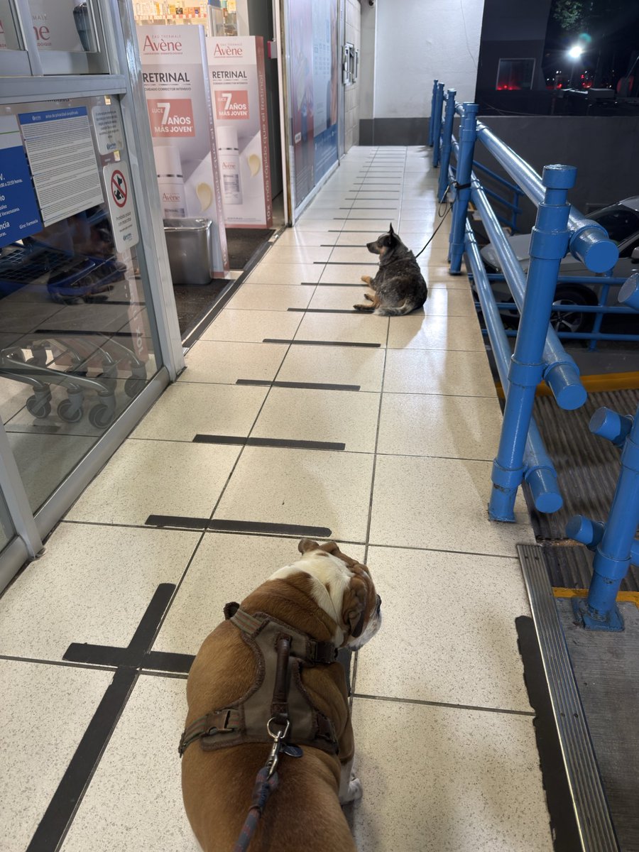 SoyFernandaV's tweet photo. #BuenosDías a todos menos a la @SanPabloFarma xq no deja entrar perritos https://t.co/KqNJYcNLnM