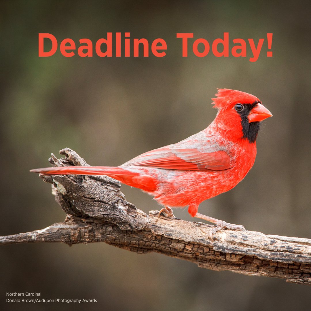audubonsociety's tweet photo. TODAY is the last day to make your 2025 gift to Audubon! Your support gives birds their best chance at survival. Don’t wait. Donate today and you’ll receive the spring issue of Audubon magazine: https://t.co/ta18Ltopk7 https://t.co/O4wcjHjwqt