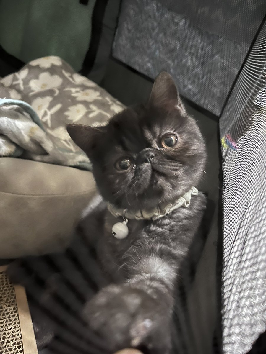 子猫ってなんで首をかしげがちなのか調べたら、物体との距離とか測ってるらしい
よわよわ過ぎて可愛い