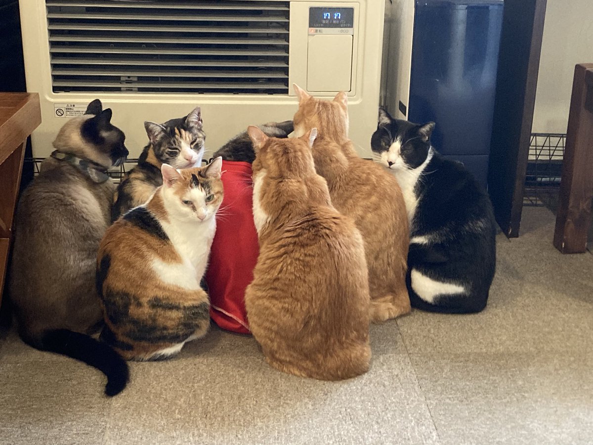 Mewkies_'s tweet photo. 今年も猫達にいろいろあって大変な1年でしたが、ミューキーズメンバーがお世話になりました❗️
来年はみんな健やかに過ごして欲しいと願います😓
来年もまたたくさん猫たちに会いに来てくださいね😆よろしくお願いします(*ﾟ▽ﾟ)ﾉ
みなさんよいお年を〜〜♪( ´▽｀) https://t.co/qsLb4b1Edv