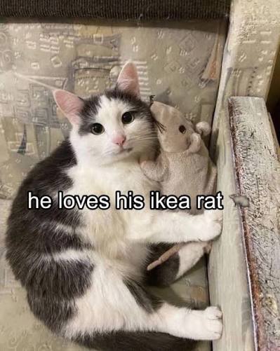 hallofmiso's tweet image. 