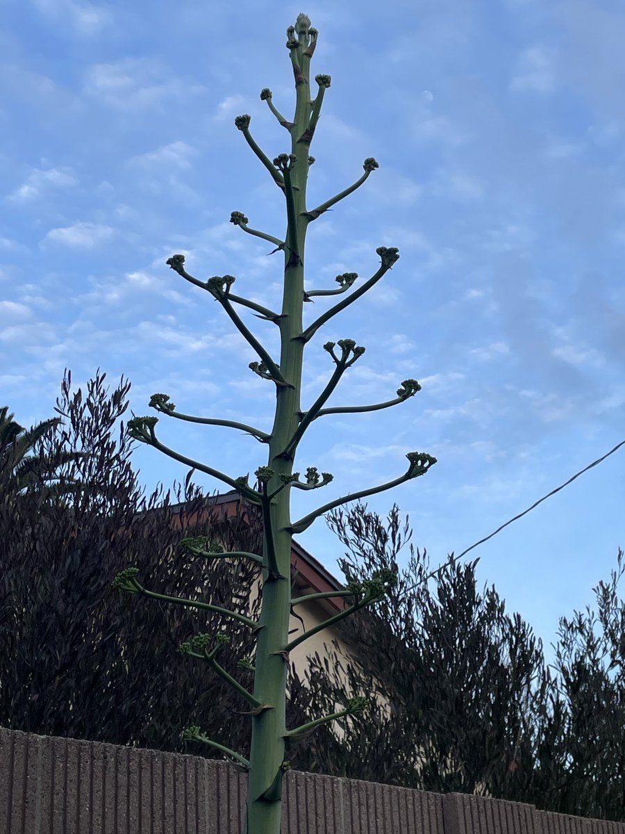 The giant asparagus update aka agave. 😂, image size:900x1200