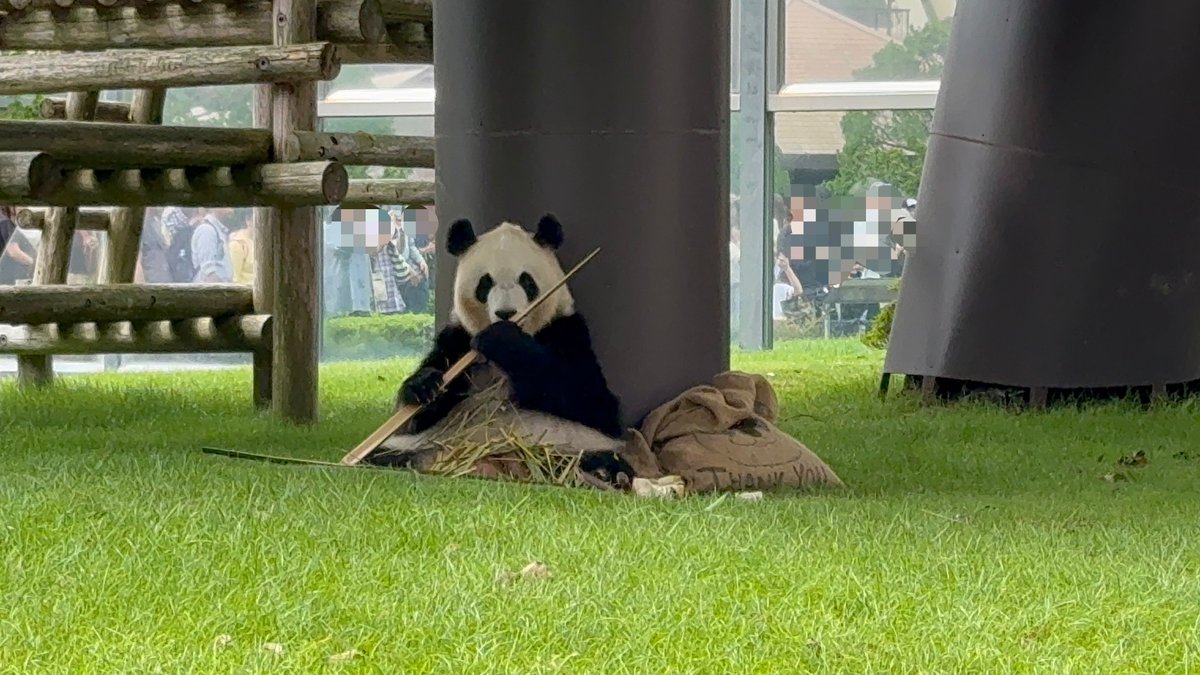 5月…
突然の全パン🐼返還発表に、
急遽アドベンに行きました😭

アドベンに行ったら、
また会える気がしていまいますが…
ずっと元気で幸せに暮らしてくれることを祈るばかり🙏
広すぎる成都基地に、
再会しに行きたいなぁ。