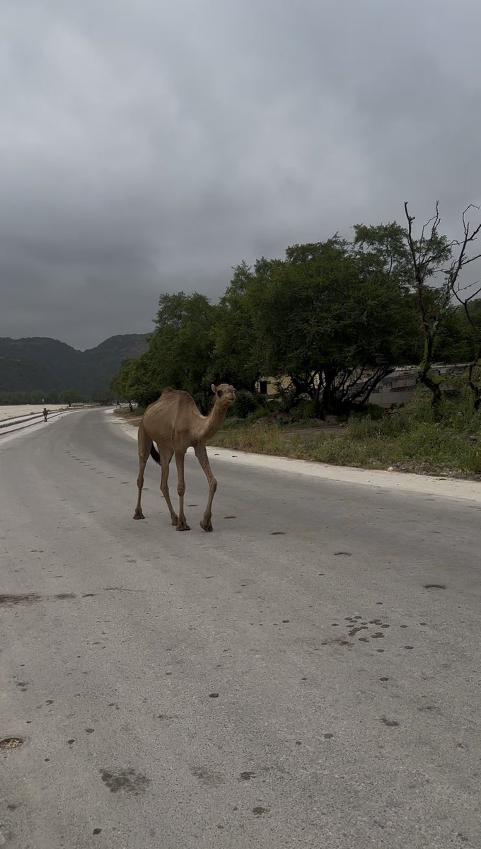 hanzla_latiff's tweet image. your soul needs Oman, not Dubai