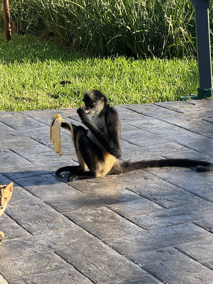 David Horrocks tweet media