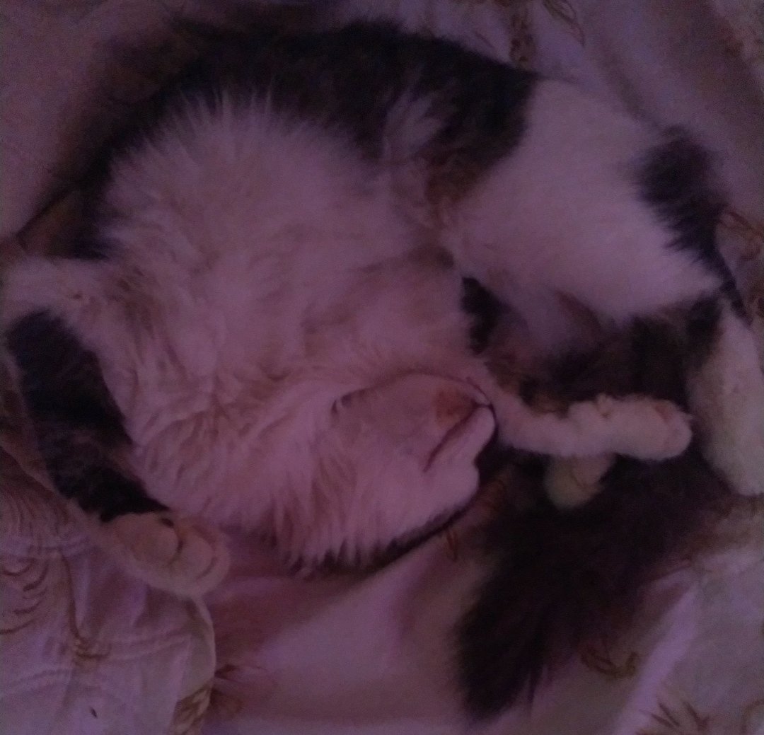 mx_mab's tweet image. لوز تعبان...🥺 

لو تشوفوه ادعوا له💗🙏🏻