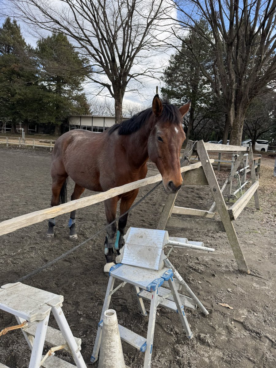 turnierstall's tweet photo. 2025年も当Xやブログをご覧くださり、
ありがとうございました。
2026年も精進して参ります。
では最後に、
私の推し馬で2025年を締め括りたいと思います。
皆様、本当にお世話になりました。
来年もよろしくお願いいたします。
#パクスオトマニカ https://t.co/7x4lfAL8iz