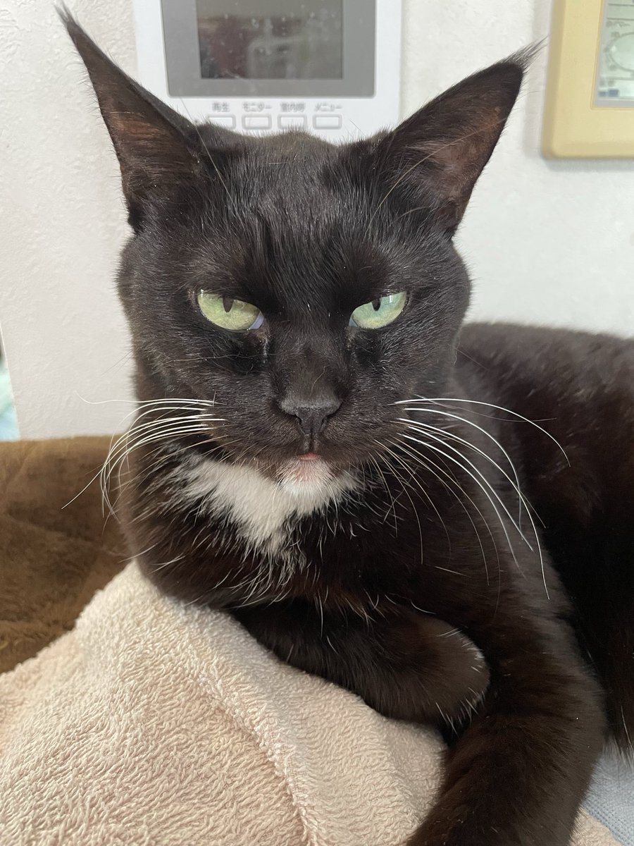 購入前に連絡下さい★猫飼ってます•*¨*•.¸♬︎ まだ載せていなかった分も含めて届きました！ありがとうございます！