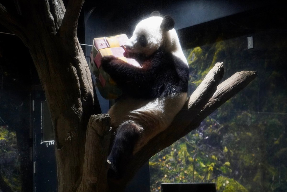 お〜らがですぎて、
ひかりかがやくぼくちんでつ。
らいねんも、どこにいても、
ひかりかがやくぼくちんでつ。
なんせ、あかつきでつから💚