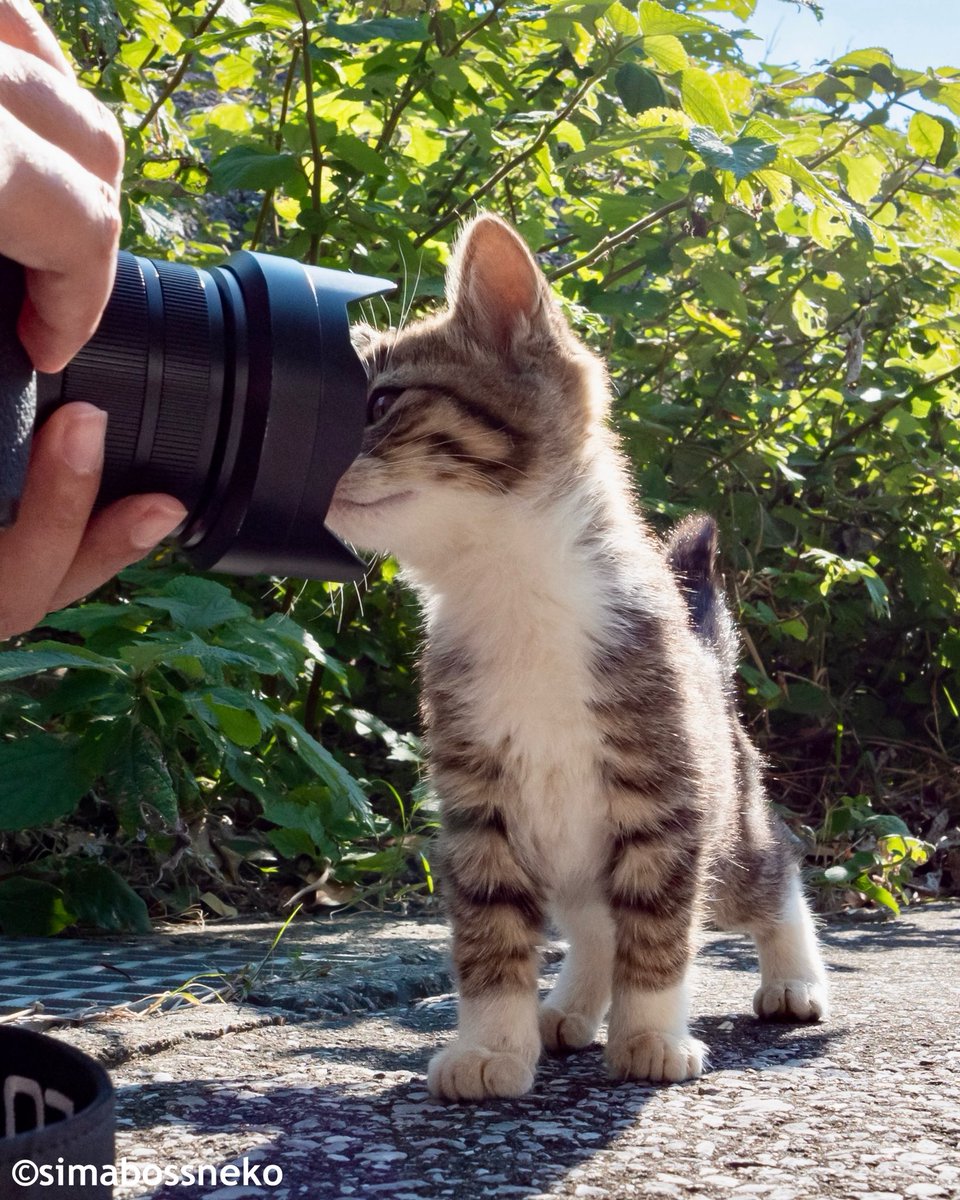 猫監視カメラ カメラに興味津々📷🐾 Curious about the camera✨ 今回が2025年最後の