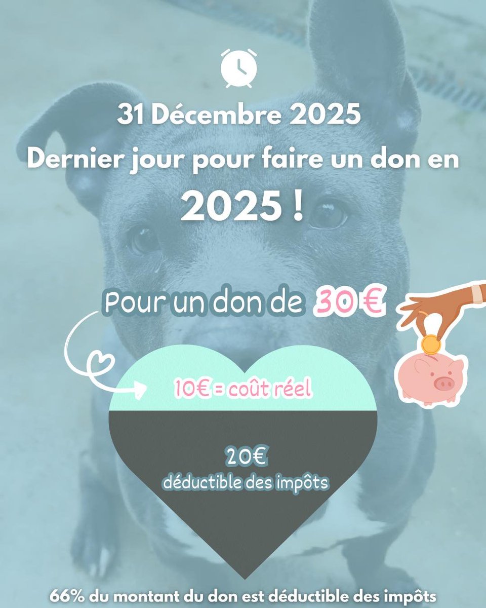 Brigade Animale Bénévole | BAB tweet media