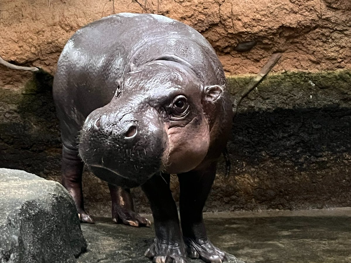 スナフキン (@d6QEn02NunQbmNd) / Posts / X